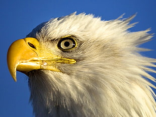 closeup of photography of American eagle